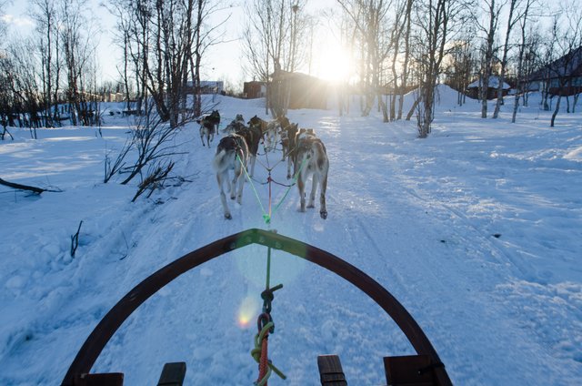 NIKON D7000_KirunaDogSledding-2547.jpg