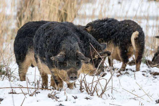 Wollschweine-_MG_6465.jpg