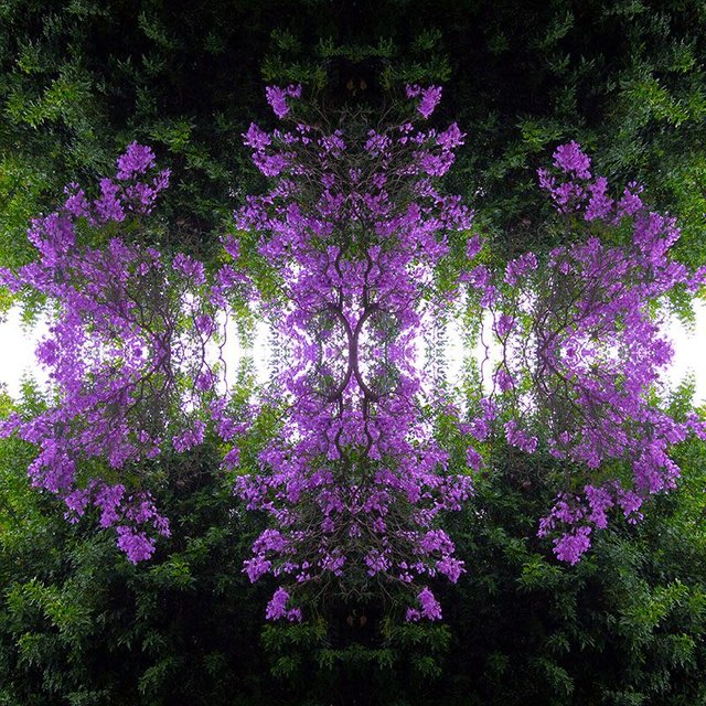 Color_Purple_S_LA669_0021b_single.jpg