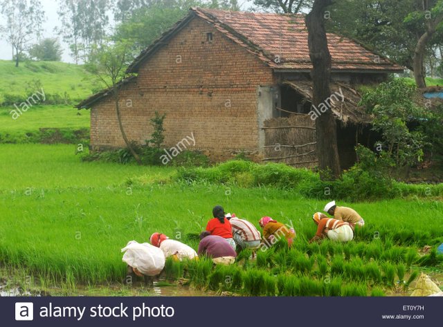 farmers-sowing-rice-crop-in-paddy-field-and-house-at-madh-malshej-ET0Y7H.jpg