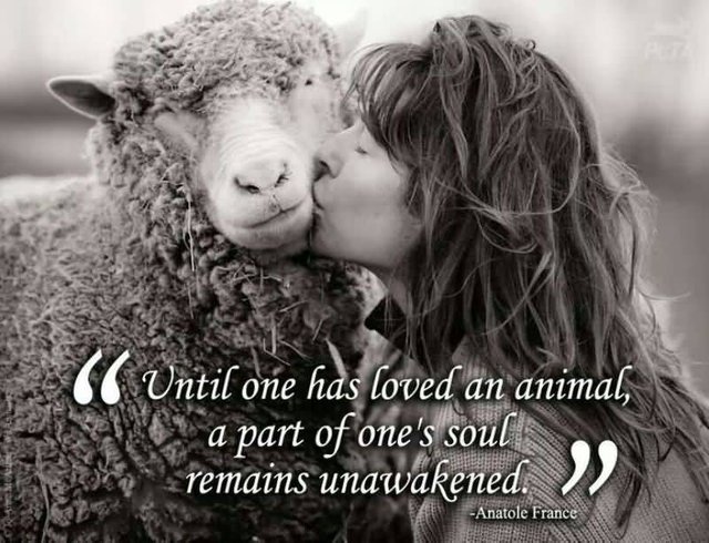 Until-one-has-loved-an-animal-a-part-of-ones-soul-remains-unawakened-Anatole-France-2.jpg