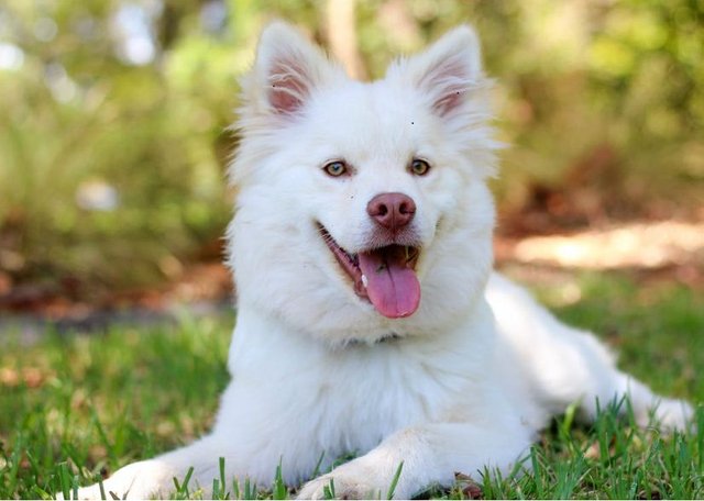 baby dog.JPG