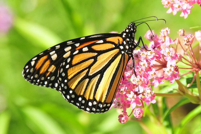 monarch-butterfly-957784_1280.jpg