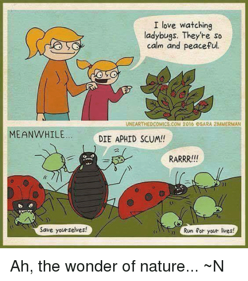 meanwhile-save-yourselves-i-love-watching-ladybugs-theyre-so-calm-23660391.png