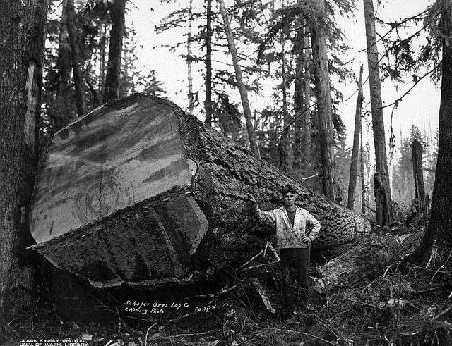 Fotos antiguas de la tala de árboles gigantes 01.jpg