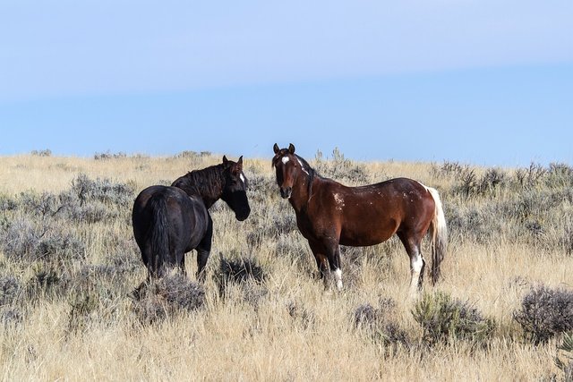 horses-1777773_960_720.jpg