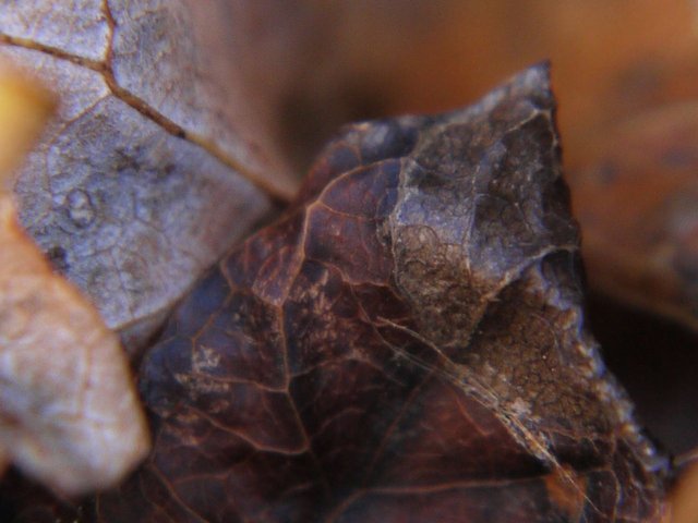 11439430108 - autumn colours provided by bacteria while.jpg