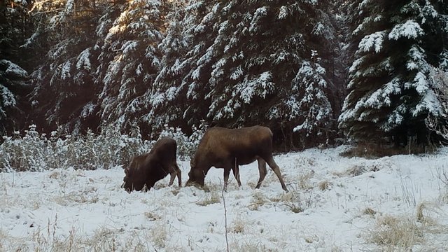 shasta2017nov6th2017moosemonday2.jpg