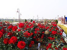 220px-Roses_blooming_in_the_rose_garden_during_winter.jpg