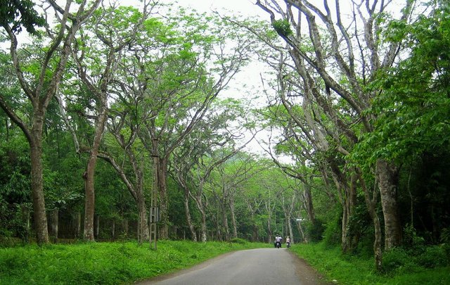 Ba-Vi-National-Park-2.jpg