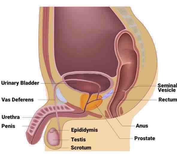 Prostate-Cancer-Anatomy-Word-Touch-Up-Thumbnail-Size.jpg