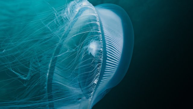 moon jellyfish 1920x1080.jpg