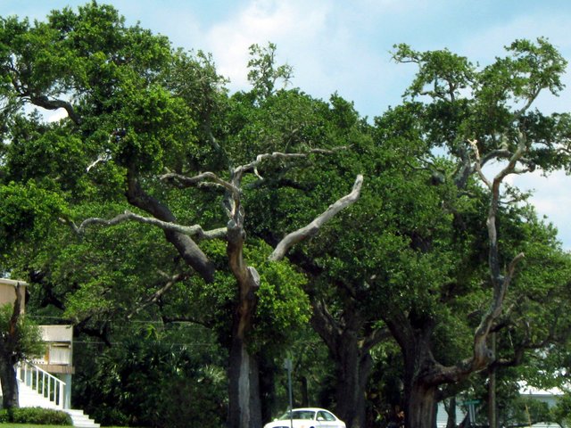 Katrina Trees 005.JPG