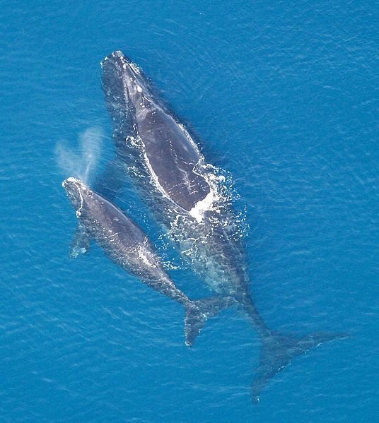 3. Right Whale.jpg