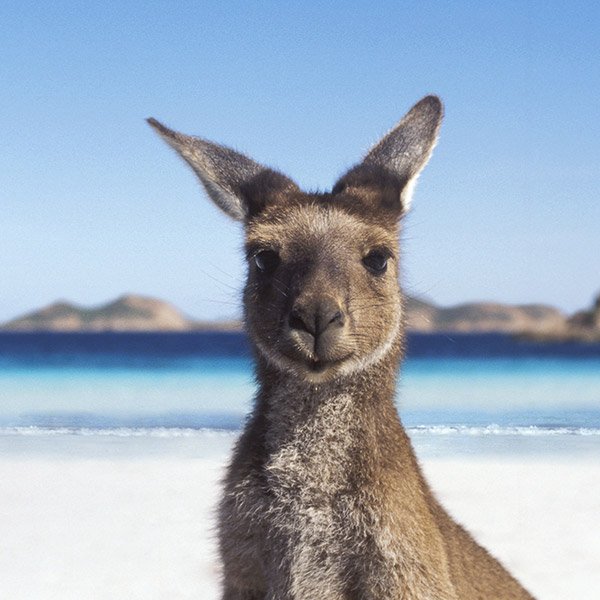 kangaroo_600_600.jpg