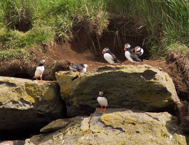 MorePuffins00c.jpg