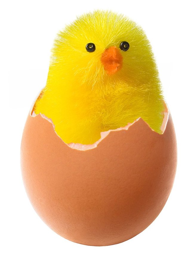 chicken-in-broken-egg.jpg