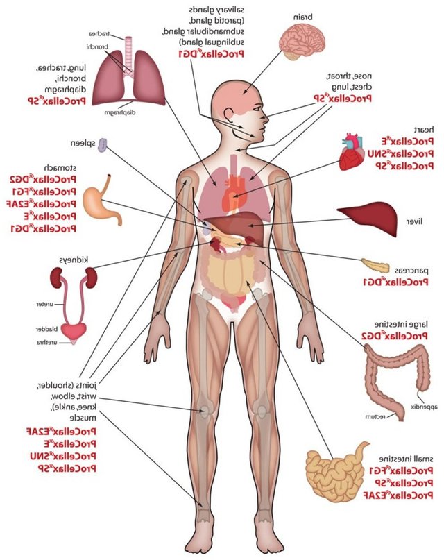 inner-body-parts-in-french-human-anatomy.jpg