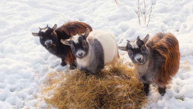 goats-1946015_1920.jpg