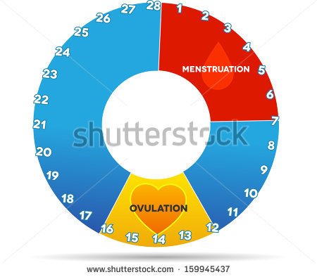 stock-photo-menstrual-cycle-graphic-average-menstrual-cycle-days-bleeding-period-red-color-and-ovulation-159945437.jpg