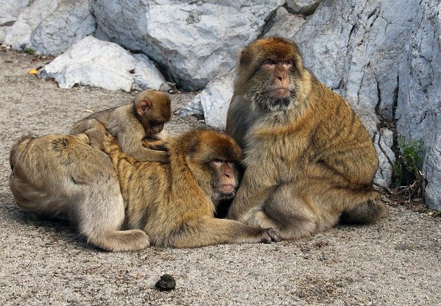 barbary-macaque-3004349_640.jpg