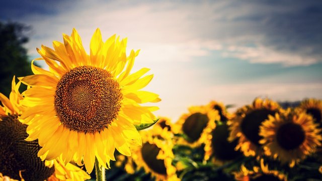 sunflower-wallpaper-hd_110757863_53.jpg