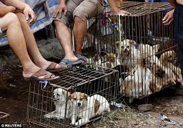 yulin-fact-1.jpg