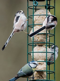 bird-feeder-1254464__340.jpg