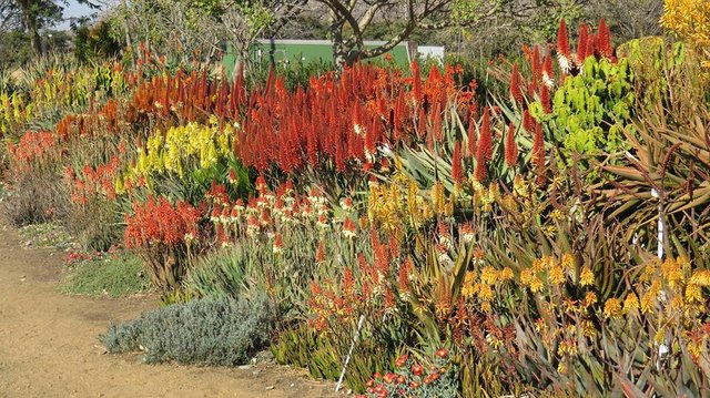 Aloe Farm.jpg