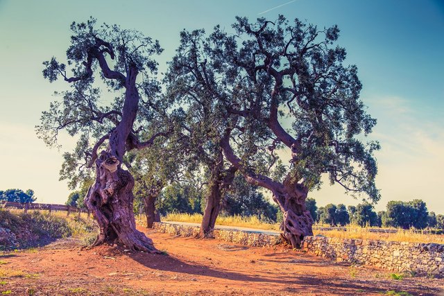 olive-trees-3010402_1280.jpg
