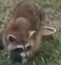 Raccoon.PNG