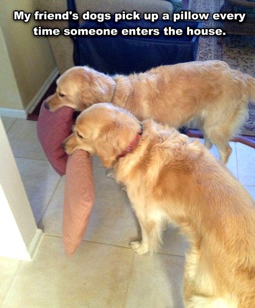 12.12.16-Funny-Dogs-to-Get-You-Through-the-Week4.jpg