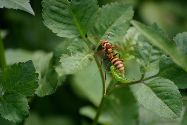 wasp flying.jpg