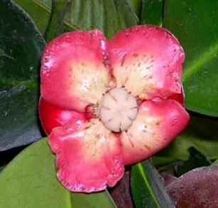 jal bunga manggis.PNG