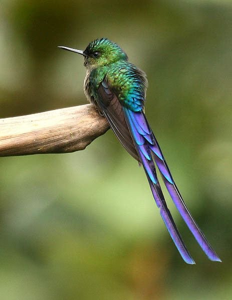 Violet-tailed_Sylph_(Aglaiocercus_coelestis).jpg