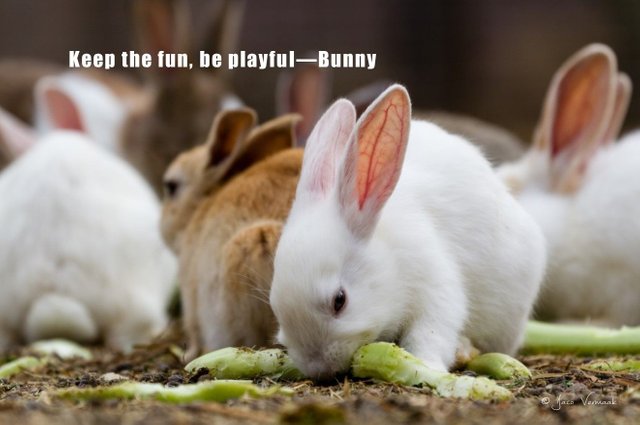 Inspirational Messages from the Bunny.jpg