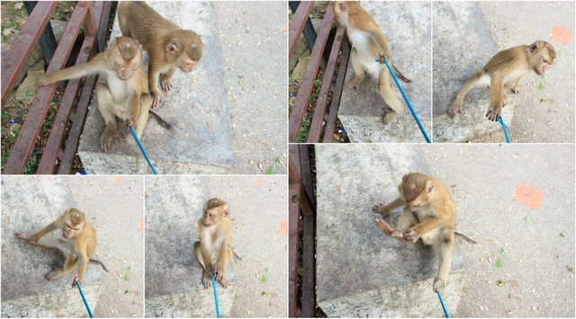 monkey bathing suit Collage.jpg