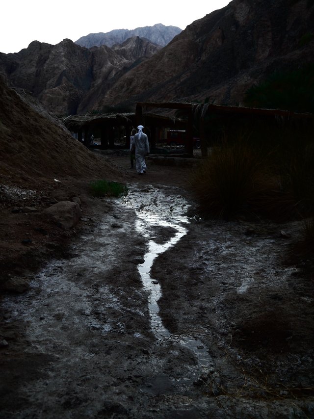 16548878488 - oasis stream egypt sinai mountains with camel.jpg