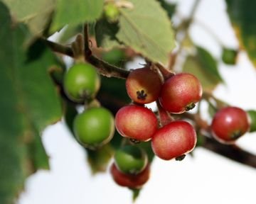 Aratiles-tree-Muntingia-Calabura-Berries-on-the-tree.jpg