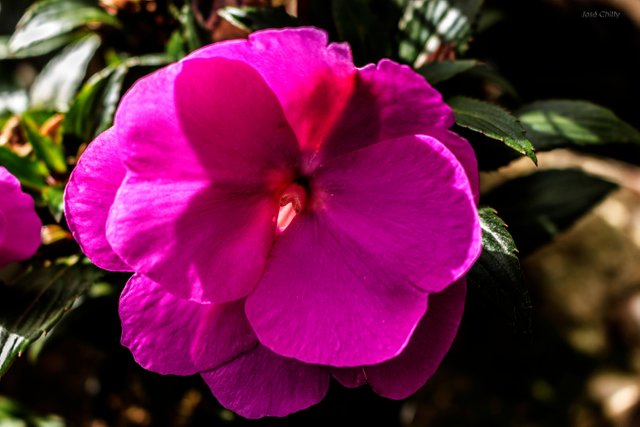 pink-flower.jpg