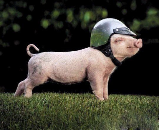 Funny-Pig-04 helmet.jpg