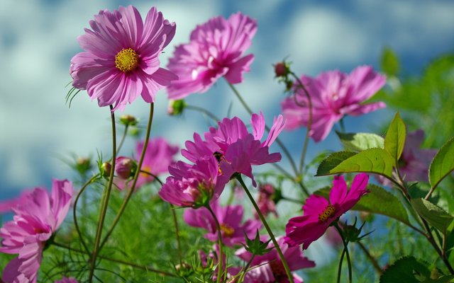 summer_flowers_beauty-wide.jpg