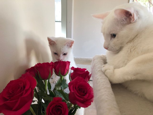 kitty flowers.jpg