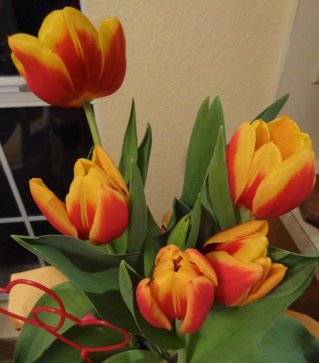 Tulip6.JPG