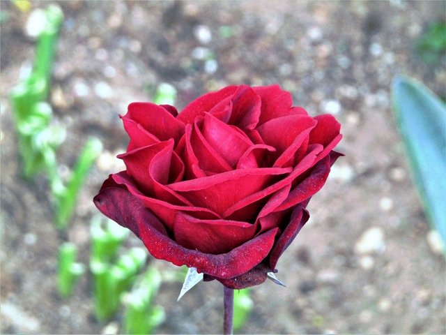 red roses a.JPG