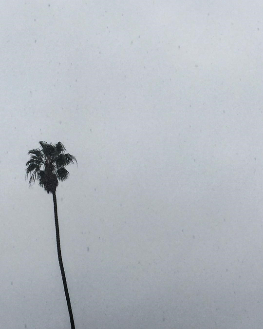 palm-tree.png