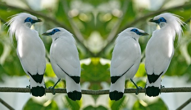 31+ Burung jalak bali jantan terbaru