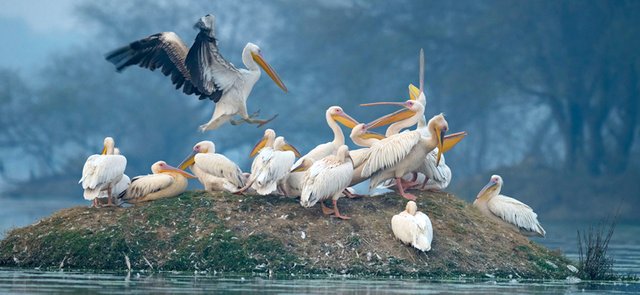 Bharatpur-Bird-Sanctuary.jpg