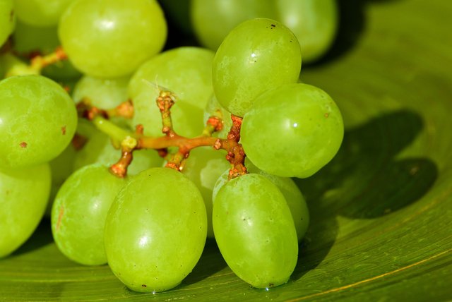 grapes-3294412_1920.jpg