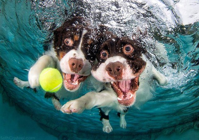 underwater-dogs-2.jpg